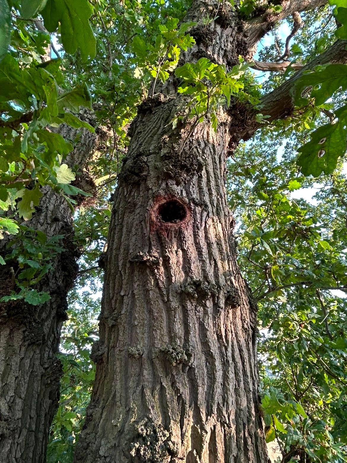 A hollow in an old oak trunk, showing the woodland texture behind the workshop journal