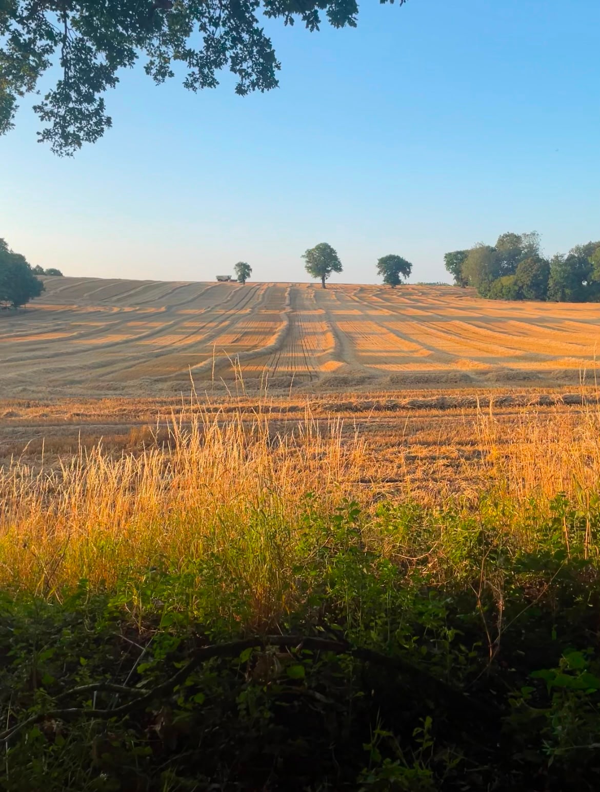 A harvested field bordered by mature trees in evening light